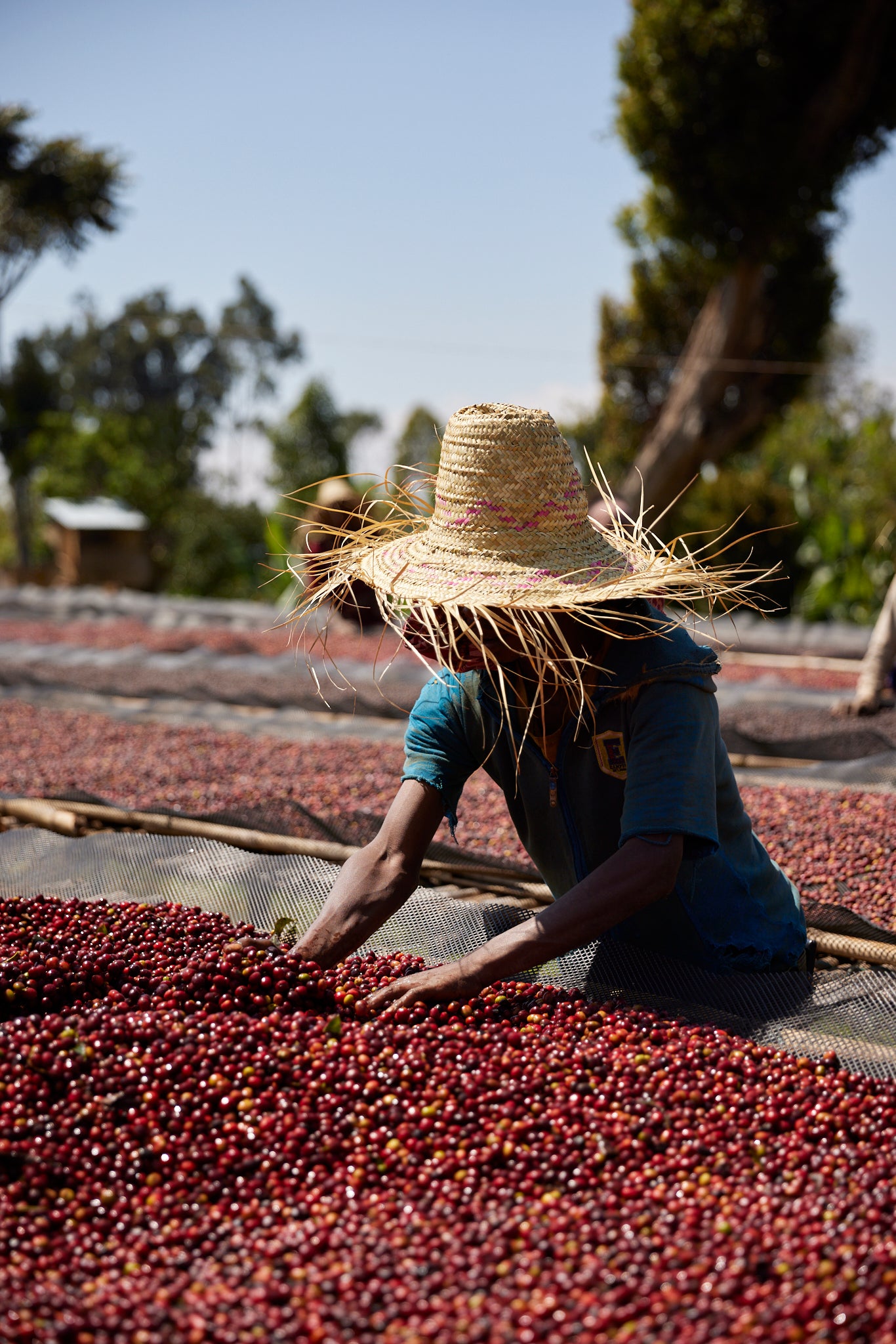 Ethiopia Bombe Espresso