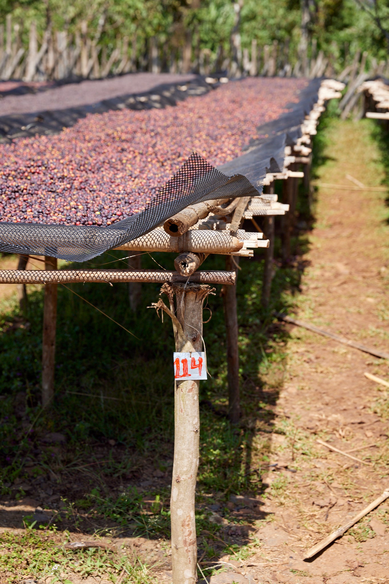 Ethiopia Bombe Espresso