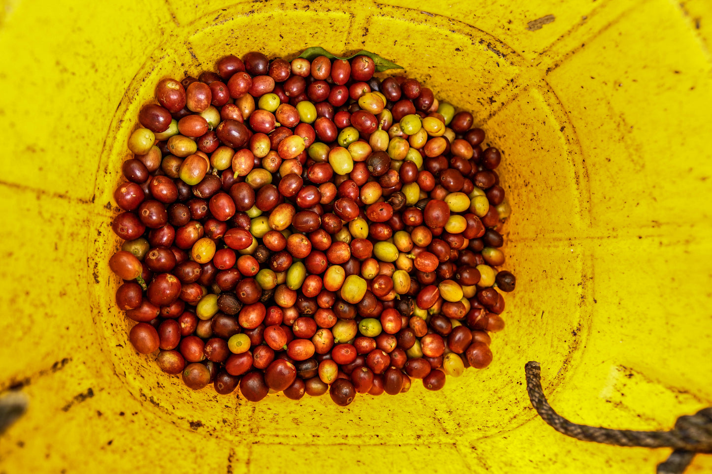 Colombia Ancestro Pink Bourbon Honey Filter