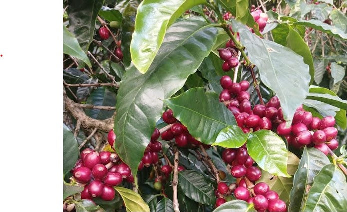 El Salvador Filter