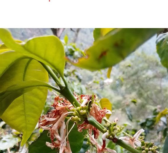 El Salvador Filter