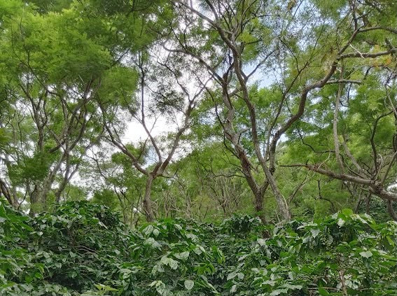 El Salvador Filter
